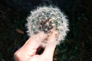 Read more about the article Ipsa est nemo accusantium sed quos culpa