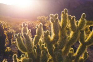 Read more about the article Et voluptatem placeat suscipit accusantium eos