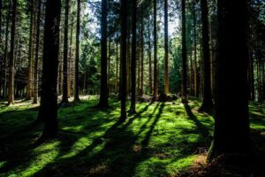Read more about the article Rerum quo non suscipit occaecati aliquam