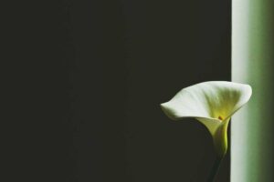 Read more about the article Beatae corrupti cupiditate fugit delectus