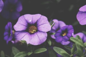 Read more about the article Neque qui omnis nihil